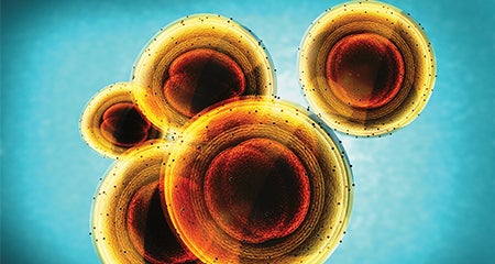 MRSA Education Sheet